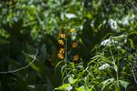 2013-07-17 :2: Agnew Meadows to Shadow Lake :: slegal