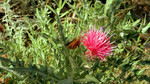 photo thumbnail #7