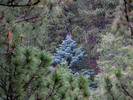 photo thumbnail #11