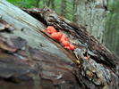 photo thumbnail #12