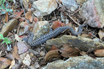 photo thumbnail #13