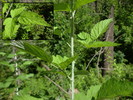photo thumbnail #10
