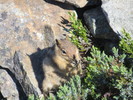 2013-07-20 :1: Burroughs Mountain Trail :: sagamihara_hiker