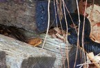 photo thumbnail #9