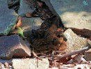 photo thumbnail #12