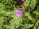 photo thumbnail #5