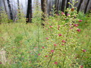 photo thumbnail #11