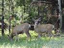photo thumbnail #2