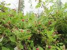 photo thumbnail #2