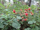 photo thumbnail #6