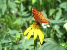 photo thumbnail #1
