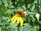 photo thumbnail #6