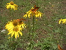 photo thumbnail #2