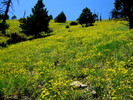 photo thumbnail #12