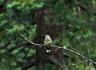 photo thumbnail #3