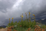 photo thumbnail #11