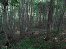 photo thumbnail #14