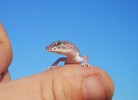 photo thumbnail #10