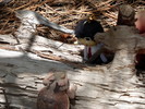 photo thumbnail #8