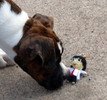 photo thumbnail #15