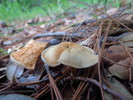 photo thumbnail #3