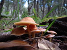 photo thumbnail #4