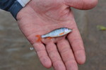 photo thumbnail #4