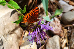 photo thumbnail #8