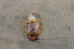 photo thumbnail #7