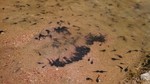 photo thumbnail #15