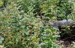 photo thumbnail #8