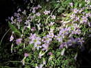 photo thumbnail #13