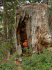 photo thumbnail #14