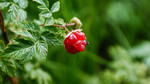 photo thumbnail #12