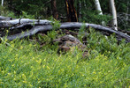 2013-07-27 :1: Kachina Trail #150 :: tibber