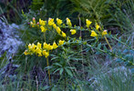 2013-07-27 :1: Kachina Trail #150 :: tibber