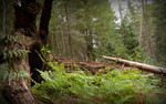 photo thumbnail #7