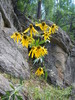 2013-08-10 :2: Clover Creek Canyon :: Bradshaws