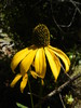 2013-08-10 :2: Clover Creek Canyon :: Bradshaws