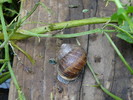 photo thumbnail #12