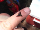 photo thumbnail #12