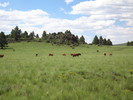 photo thumbnail #13