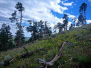 photo thumbnail #4