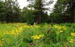 photo thumbnail #9