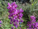 photo thumbnail #9