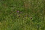 photo thumbnail #13