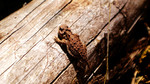 photo thumbnail #10
