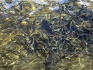 2013-08-17 :2: Silver Creek Hatchery :: trailzrus