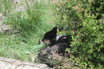 photo thumbnail #5