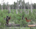 photo thumbnail #10
